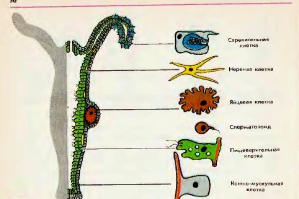 Кракен макет даркнет только через тор