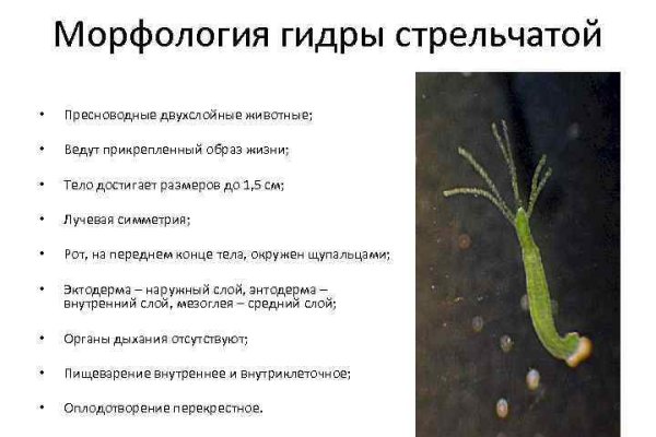 Кракен купить меф