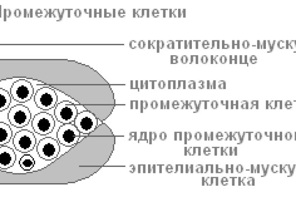 Кракен бошки