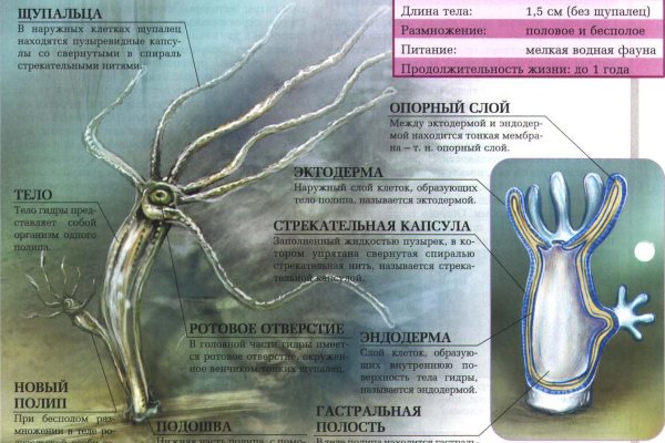 Kraken onion ссылка
