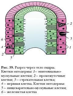 Кракен сайт в тор браузере ссылка