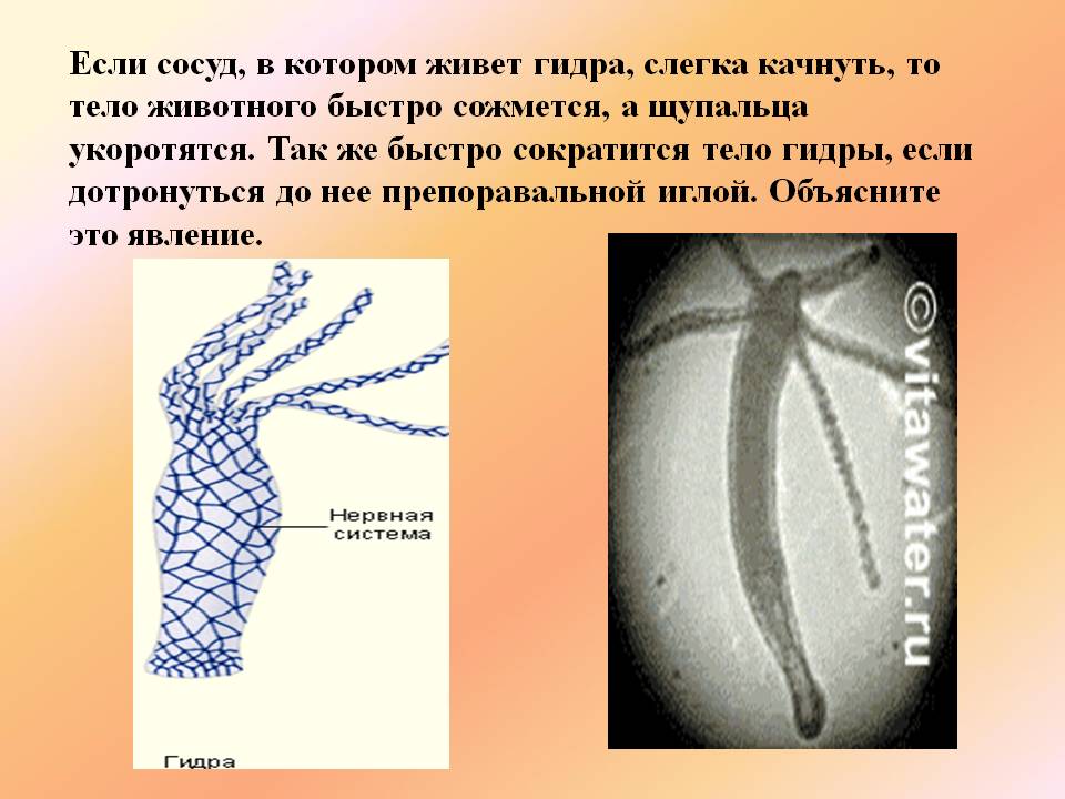 Официальная топ ссылка кракен сайта